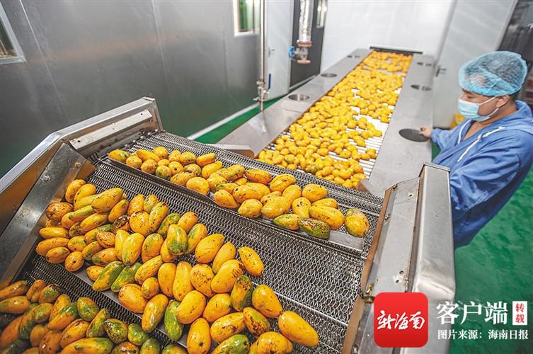 海南政企研同发力,以科技创新推进热带农产品加工产业提质增效|海南省